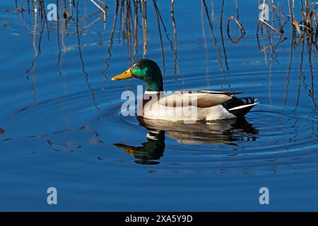 Mallard Anas platyrhynchos mâle nageant dans la piscine marécageuse Farlington Marshes Hampshire et Isle of Wight Wildlife Trust Reserve près de Portsmouth Hamps Banque D'Images