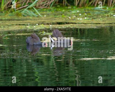 La poule commune Gallinula chloropus dans un différend territorial avec la grenouille Hydrocharis morsus-ranae au-delà, de North Hide, réserve naturelle de Westhay Moor, Banque D'Images