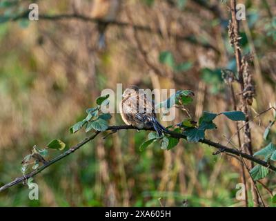 Linnet commun Carduelis cannabina perché à Bramble Rubus fruticosus, près du Loch Gorm, Islay, Hébrides intérieures, Argyll, Écosse, Royaume-Uni, décembre 2021 Banque D'Images