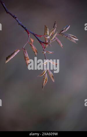 Embrassez la beauté sereine de l'automne doré avec des plantes sèches et des feuilles vibrantes sur un fond légèrement flou. Cette image capture l'essence de Banque D'Images