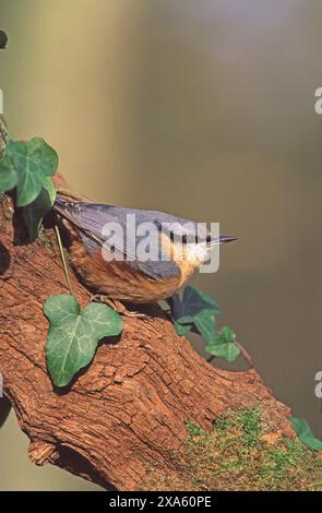 Sittelle torchepot Sitta europaea Hampshire Angleterre Banque D'Images