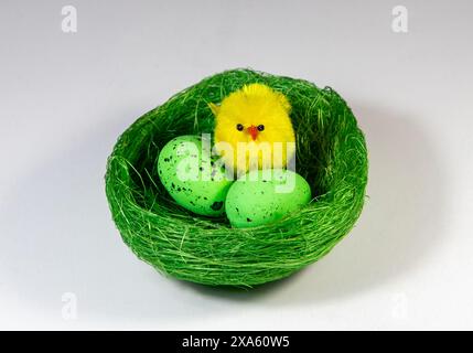 Un poussin jaune est assis dans un nid avec des œufs verts et de l'herbe Banque D'Images