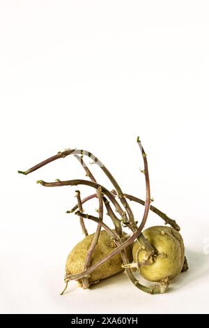 Les deux pommes de terre bourgeonnantes sur un fond blanc. Banque D'Images