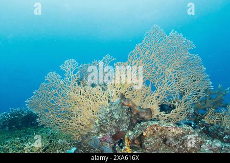 Une vue panoramique sur les coraux au fond de la mer Banque D'Images