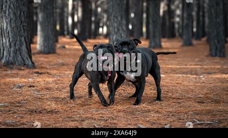 Les deux chiens espiègles Staffordshire Bull Terrier s'amusent dans la forêt, profitant de la compagnie de l'autre Banque D'Images