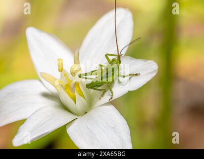 Gros plan d'une sauterelle verte assise sur une fleur blanche Banque D'Images