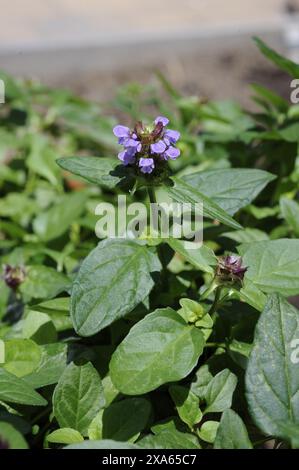 Prunella vulgaris, plante d'auto-guérison commune, est utilisée dans la médecine traditionnelle chinoise pour traiter les étourdissements, les yeux rouges, la toux sèche et la dermatite. Banque D'Images