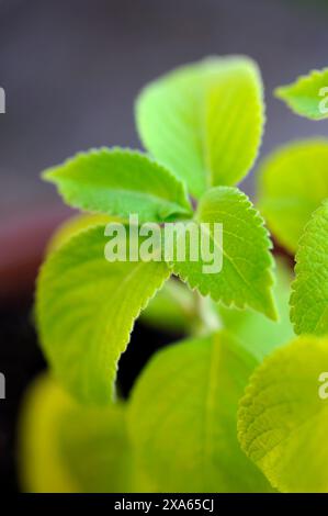 Comme son nom l'indique, la plante mal de dents, ou Acmella oleracea, est utilisée pour soulager la douleur liée aux maux de dents. Lorsqu'il est mâché, il a un effet engourdissant sur la bouche. Banque D'Images