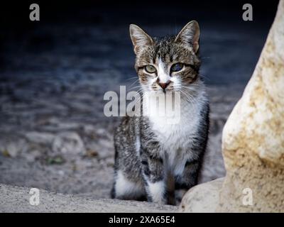 Gros plan d'un chat errant regardant la caméra Banque D'Images