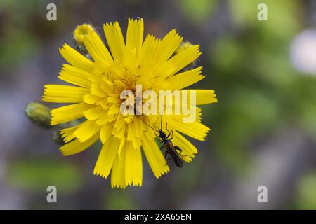 gros plan macro photo d'une fleur jaune avec coléoptère noir sur fond de pierre floue et de verdure Banque D'Images