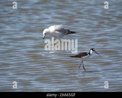 Une mouette et des alevins à cou noir qui se nourrissent à marée basse sur le rivage. Banque D'Images