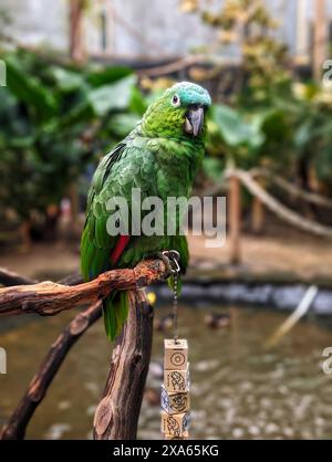 Perroquet perché sur une branche d'arbre au-dessus d'une rivière. Banque D'Images