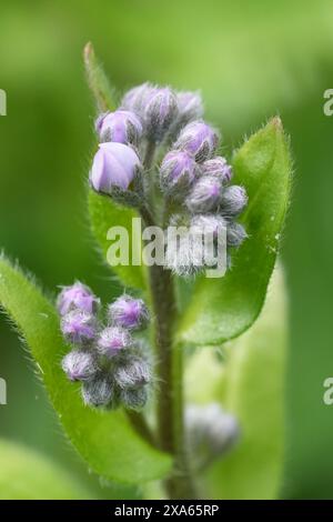 Gros plan naturel sur les fleurs fraîches et fragiles bleu clair émergentes de la fleur sauvage Forget-me-not du bois ou du bois, Myosotis sylvatica Banque D'Images