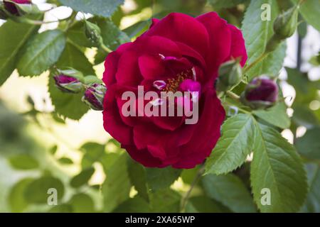 Photo en gros plan d'une rose rouge en fleurs sur une branche avec des feuilles vertes et des bourgeons dans une journée ensoleillée d'été Banque D'Images