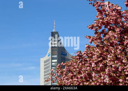 Découvrez la beauté enchanteresse des cerisiers en pleine floraison devant le musée GRASSI de Johannisplatz, Leipzig. Ces images captivantes sh Banque D'Images