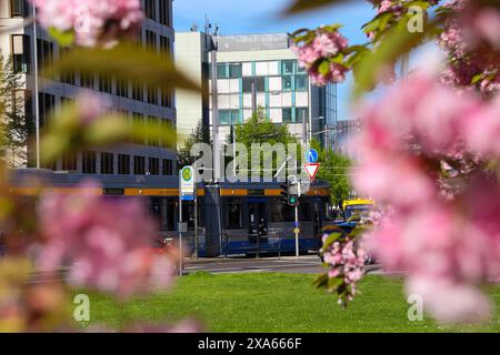 Découvrez la beauté enchanteresse des cerisiers en pleine floraison devant le musée GRASSI de Johannisplatz, Leipzig. Ces images captivantes sh Banque D'Images