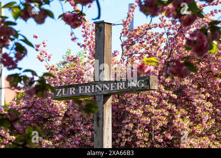 Découvrez la beauté enchanteresse des cerisiers en pleine floraison devant le musée GRASSI de Johannisplatz, Leipzig. Ces images captivantes sh Banque D'Images