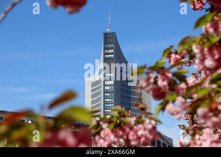 Découvrez la beauté enchanteresse des cerisiers en pleine floraison devant le musée GRASSI de Johannisplatz, Leipzig. Ces images captivantes sh Banque D'Images