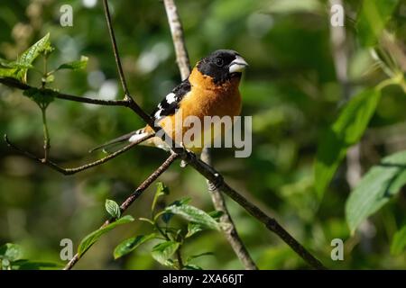 Pheucticus melanocephalus perché sur une branche d'arbre Banque D'Images