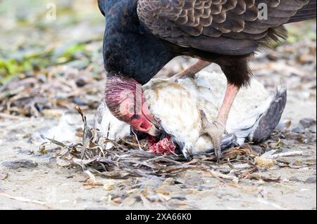 Vulture de dinde mangeant plongeon noir mort Banque D'Images