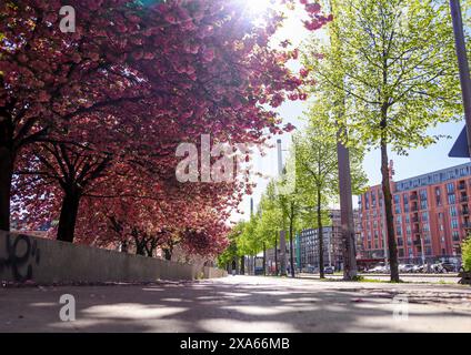 Découvrez la beauté enchanteresse des cerisiers en pleine floraison devant le musée GRASSI de Johannisplatz, Leipzig. Ces images captivantes sh Banque D'Images