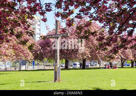 Découvrez la beauté enchanteresse des cerisiers en pleine floraison devant le musée GRASSI de Johannisplatz, Leipzig. Ces images captivantes sh Banque D'Images