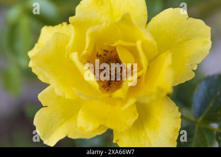 Macro-photographie en gros plan d'une rose jaune fleurie sur un fond de verdure floue Banque D'Images