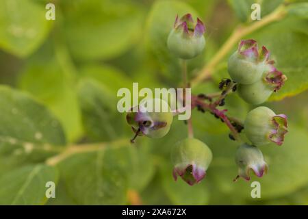 Photo en gros plan de bleuets de jardin non mûrs sur un fond de verdure floue Banque D'Images