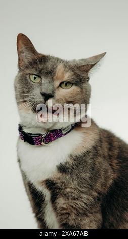 Un chat avec collier est assis sur fond blanc Banque D'Images