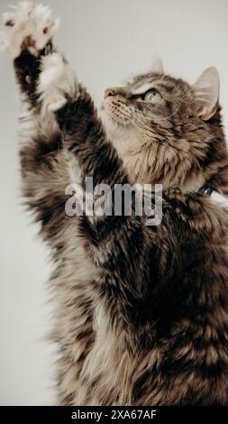 Un chat avec collier est assis sur fond blanc Banque D'Images
