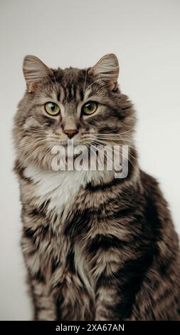 Un chat avec collier est assis sur fond blanc Banque D'Images