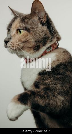 Un chat avec collier est assis sur fond blanc Banque D'Images