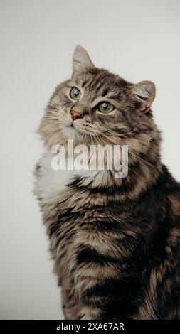 Un chat avec collier est assis sur fond blanc Banque D'Images