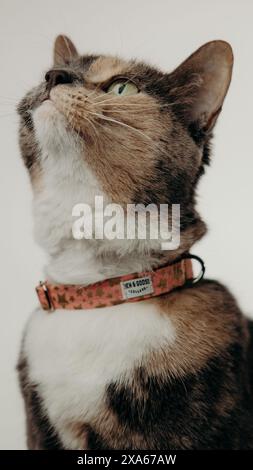 Un chat avec collier est assis sur fond blanc Banque D'Images