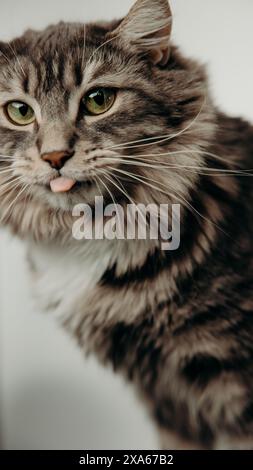 Un chat avec collier est assis sur fond blanc Banque D'Images