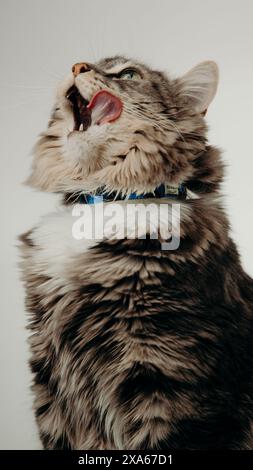 Un chat avec collier est assis sur fond blanc Banque D'Images