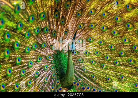 Un paon vibrant présentant un plumage coloré aux spectateurs Banque D'Images