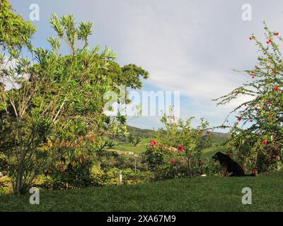 Un chien errant noir, assis sur l'herbe verte, au milieu de plantes d'hibiscus rouges et de feuillage vert, observe le paysage sous un ciel bleu avec des nuages blancs Banque D'Images