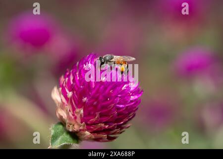 Gros plan d'une abeille sur une fleur rose Banque D'Images