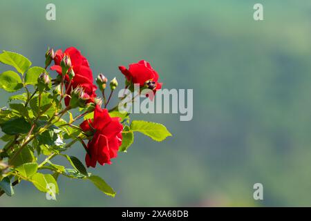 Un groupe de roses rouges fleurissant dans un jardin Banque D'Images