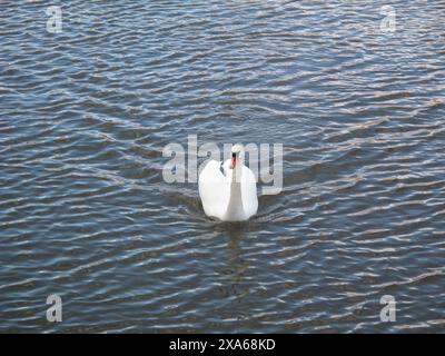 Un cygne au bec ouvert glisse gracieusement sur l'eau. Banque D'Images