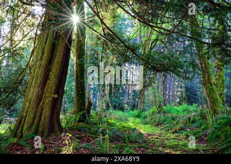 La lumière du soleil filtre à travers la forêt dense, projetant les troncs d'arbres dans une lueur dorée Banque D'Images