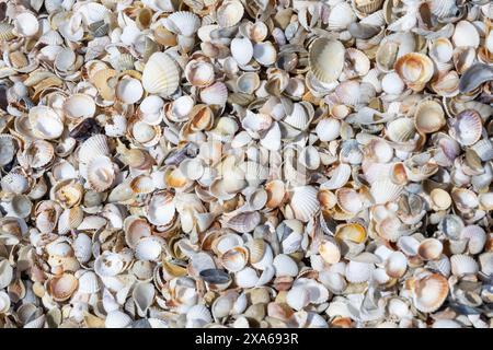 Une vue de dessus de coquillages dispersés sur une plage de sable Banque D'Images