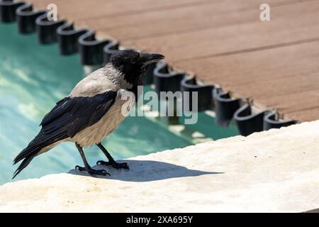 Gros plan d'un corbeau perché à l'extérieur Banque D'Images