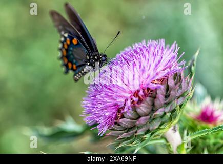 Un gros plan du papillon Pipevine Swallowtail perché sur une fleur pourpre luxuriante Banque D'Images