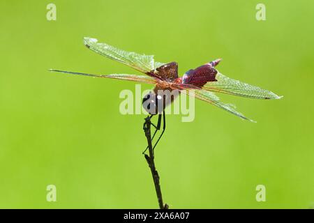 Gros plan d'une libellule Red Saddlebags perchée sur une branche Banque D'Images