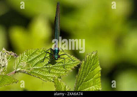 Une photo macro d'une libellule perchée sur une feuille verte Banque D'Images