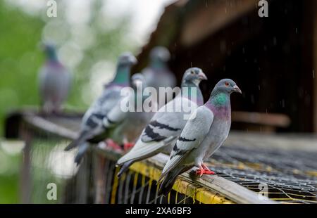 Deux pigeons perchés sur une clôture sous la pluie Banque D'Images