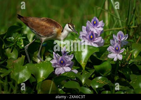 Jacana africain - Actophilornis africanus est un échassier en Jacanidae, de longs orteils et de longues griffes qui leur permettent de marcher sur la végétation verte en Shall Banque D'Images