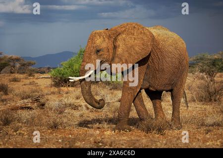 Éléphant de brousse d'Afrique - Loxodonta africana dans la réserve de Samburu au Kenya, grand animal avec tronc et défenses blanches debout dans le semi-désert et mangeant o Banque D'Images